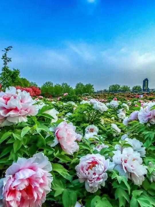 四月春季趋势：洛阳牡丹赏花季的避坑与深度游策略