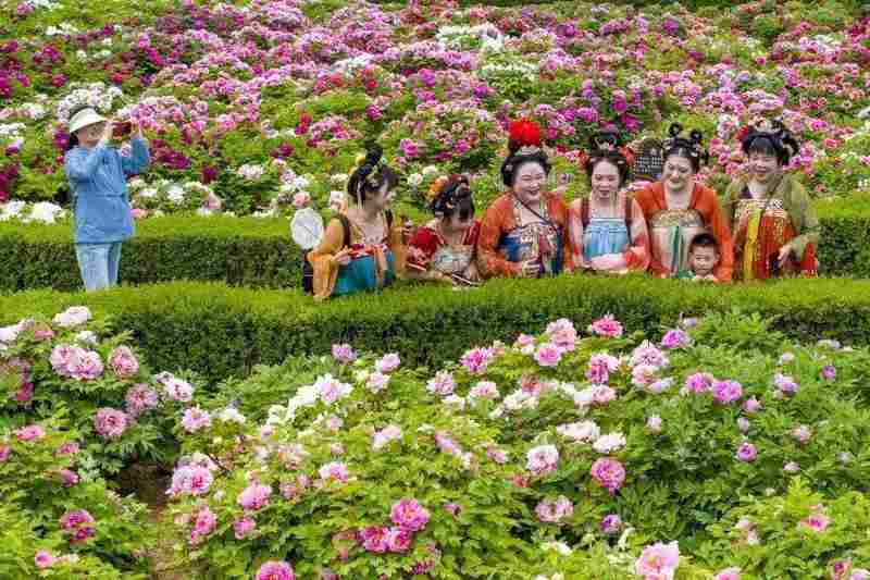 四月春季趋势:洛阳牡丹赏花季的避坑与深度游策略 文化旅游