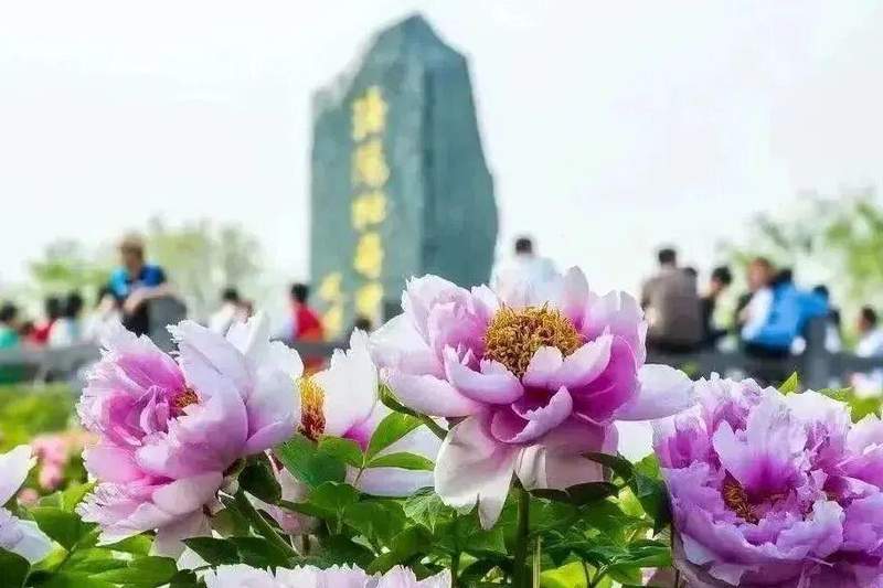 四月春季趋势:洛阳牡丹赏花季的避坑与深度游策略 文化旅游