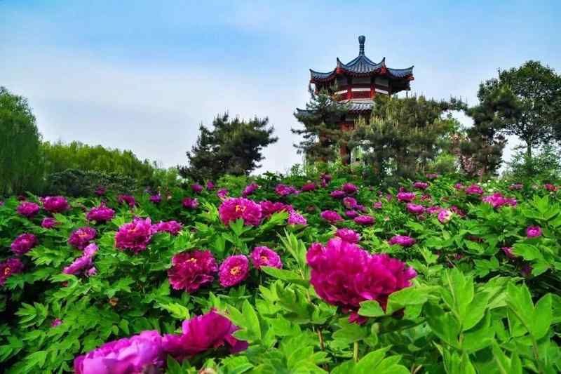 四月春季趋势:洛阳牡丹赏花季的避坑与深度游策略 文化旅游