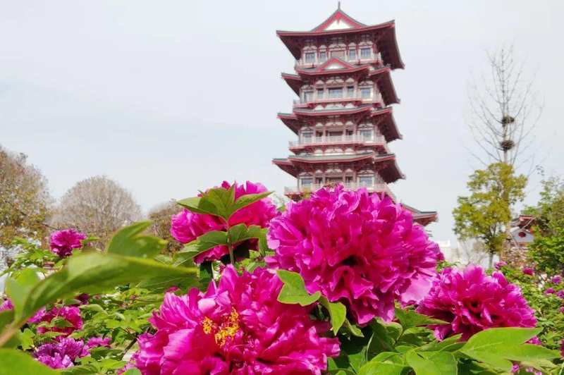 四月春季趋势:洛阳牡丹赏花季的避坑与深度游策略 文化旅游