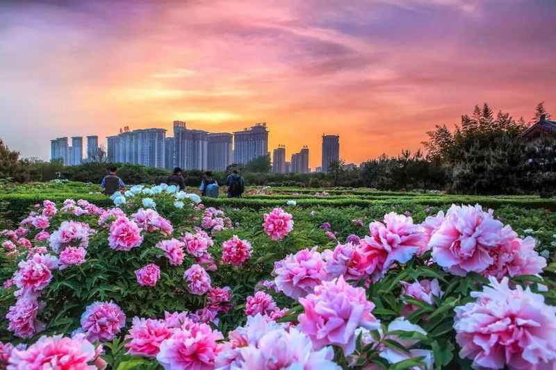 四月春季趋势:洛阳牡丹赏花季的避坑与深度游策略 文化旅游