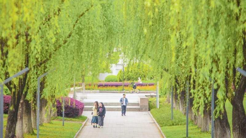 技术宅亲历:我在上海大学经历的四个飞絮季,吐血整理科学防护方法论 健康养生